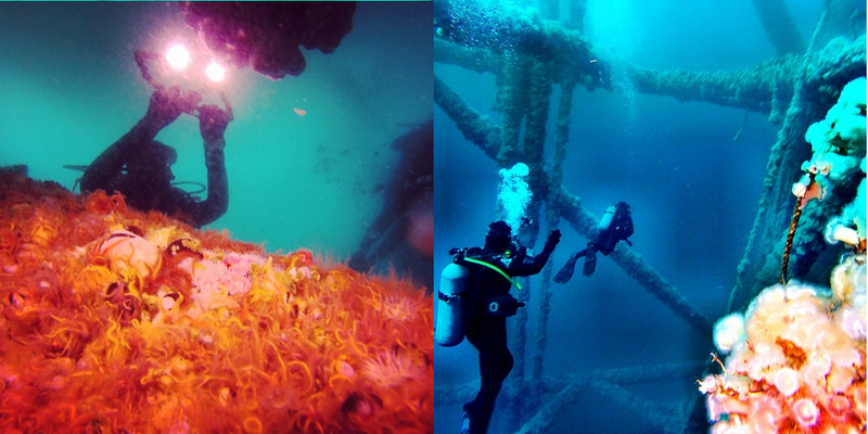 Illustration for article titled The Plan to Turn Our Aging Oil Rigs Into Skyscraper-Sized Reefs
